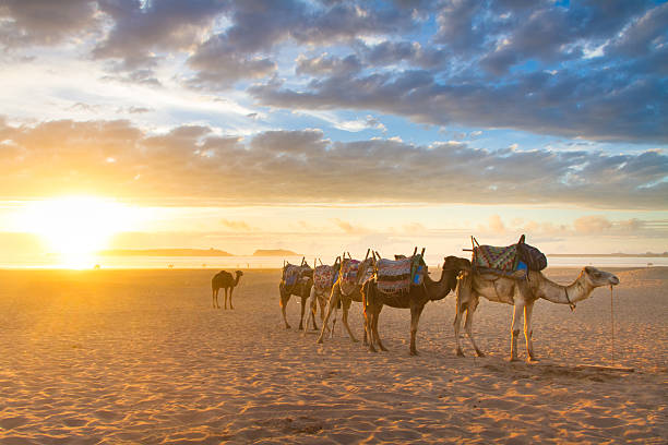4 days shared desert tour from Fes to Marrakech